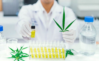 Cannabis bei Epilepsie: CBD als alternatives Antiepileptika