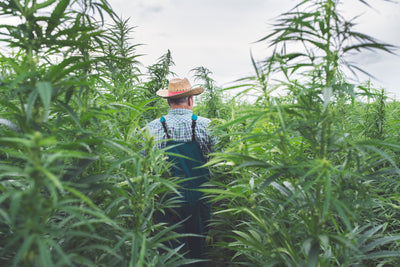 Der Anbau von Hanf und Cannabis – das müssen Sie wissen!