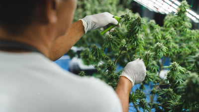 Cannabis Indoor-Anbau (Indoor Grow)