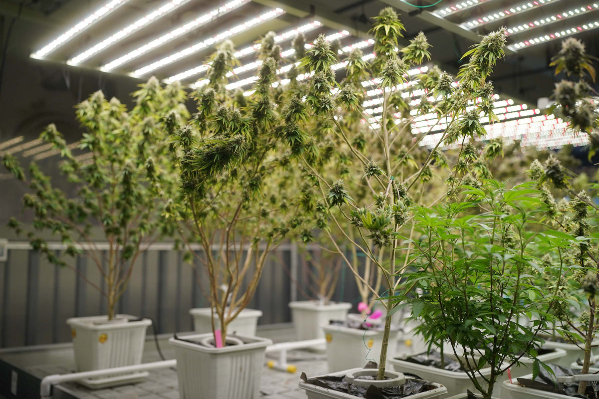 Cannabis anbauen  Indoor Grow