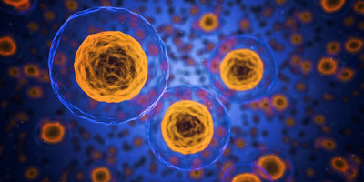 Das Endo-Cannabinoid-System in uns