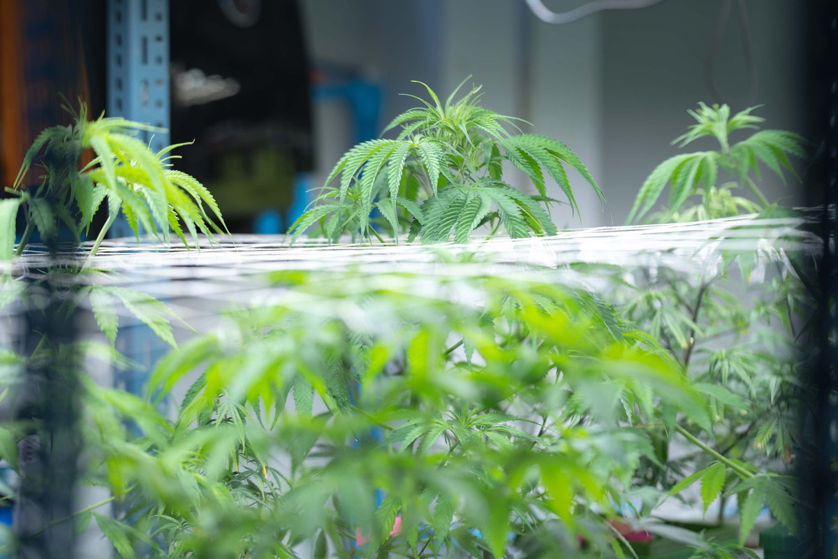 Cannabis in der Wachstumsphase  das musst Du wissen