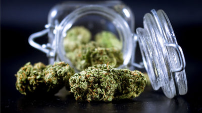 Cannabis trocknen – so gehst du dabei richtig vor!