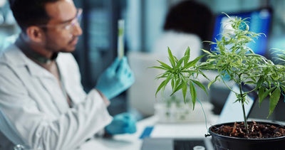 CBN: Wirkung des aufstrebenden Cannabinoids und seine Rolle in Deutschland