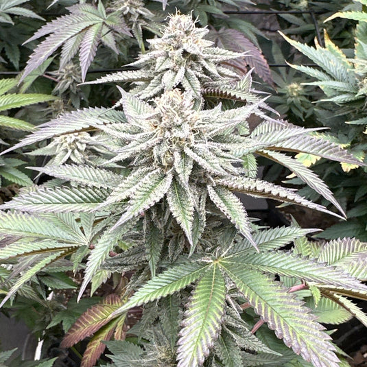 MAC1 Steckling Steckling Lucky Hemp   