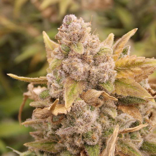 Platinum Chunck Cookies Steckling Steckling Lucky Hemp