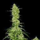 Amnesia Haze Steckling