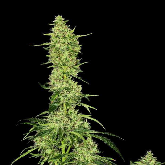 Amnesia Haze Steckling