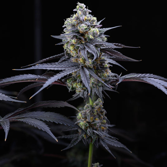 Apples & Bananas Samen Feminisiert Samen Lucky Hemp