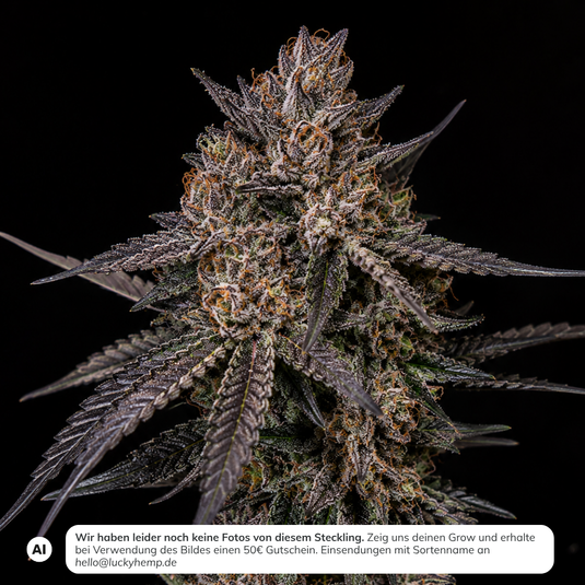 Apples & Bananas Steckling Steckling Lucky Hemp