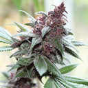 Tropicanna Poison Steckling