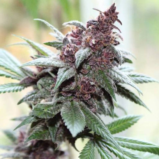 Tropicanna Poison Steckling