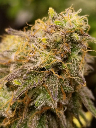 Caramel Cream Steckling Steckling Lucky Hemp