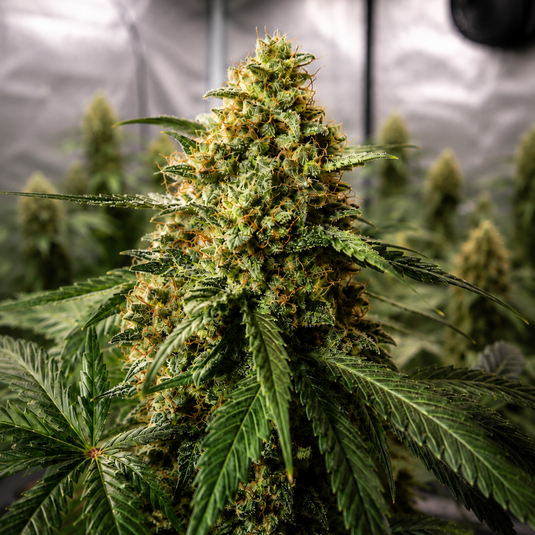 3 Chems Steckling Steckling Lucky Hemp