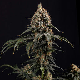 Einsteiger Set THC Stecklinge Steckling Lucky Hemp