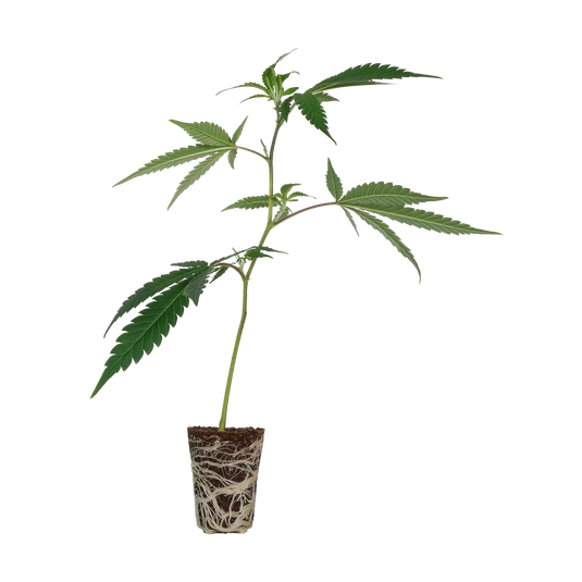 Gogurtz (Runtz Kreuzung) Steckling Steckling Lucky Hemp