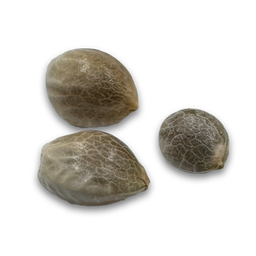 Cadillac Rainbow Samen Feminisiert Samen Lucky Hemp