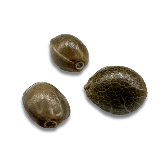 Charlottes Web CBD Samen Feminisiert Samen Lucky Hemp