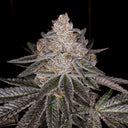 Apple Fritter Steckling