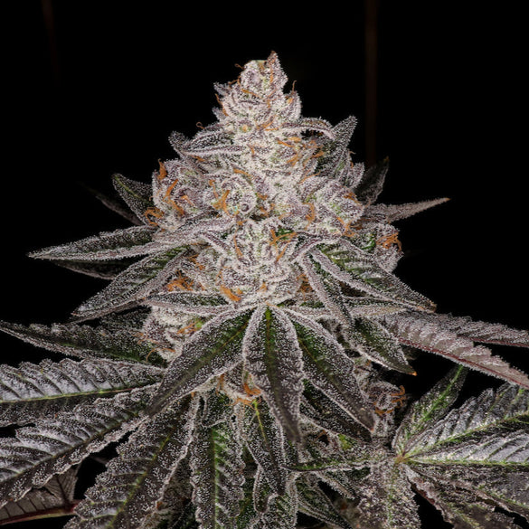 Apple Fritter Steckling