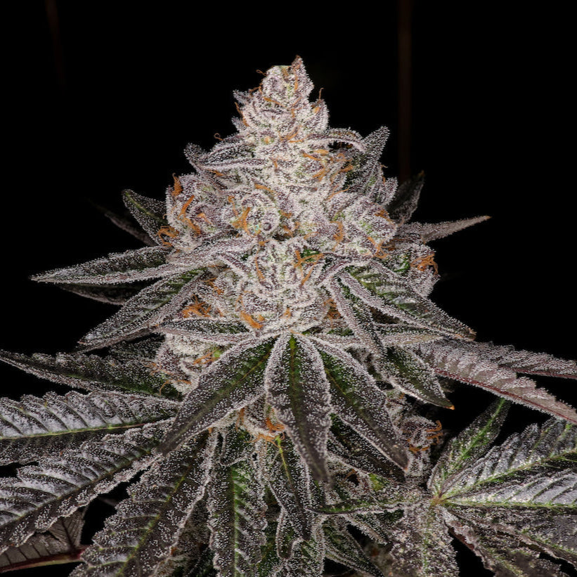 Apple Fritter Steckling