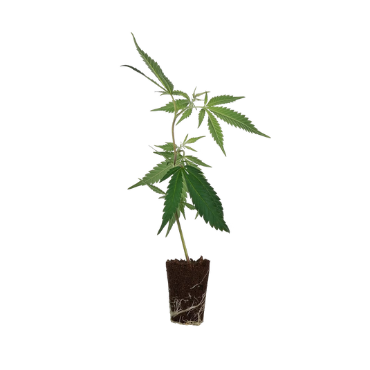 Apple Fritter Steckling Lucky Hemp