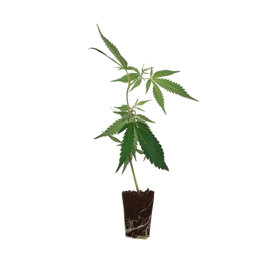 Tropicanna Poison Steckling Steckling Lucky Hemp