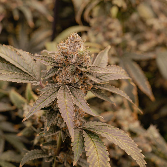 Apple Fritter Samen Automatik Samen Lucky Hemp