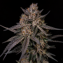 Apples & Bananas Steckling Steckling Lucky Hemp