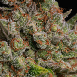 Banana Kush Samen Feminisiert Samen Lucky Hemp