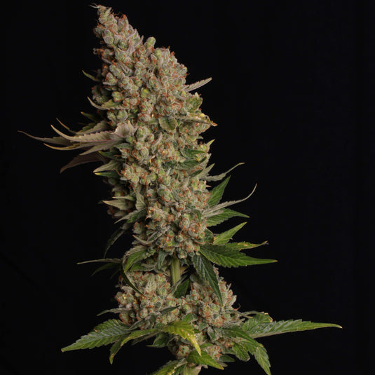 Banana Kush Samen Feminisiert Samen Lucky Hemp