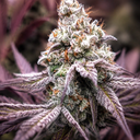 Dante’s Inferno Steckling Steckling Lucky Hemp