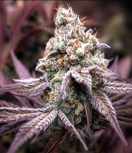 Dante’s Inferno Steckling Steckling Lucky Hemp