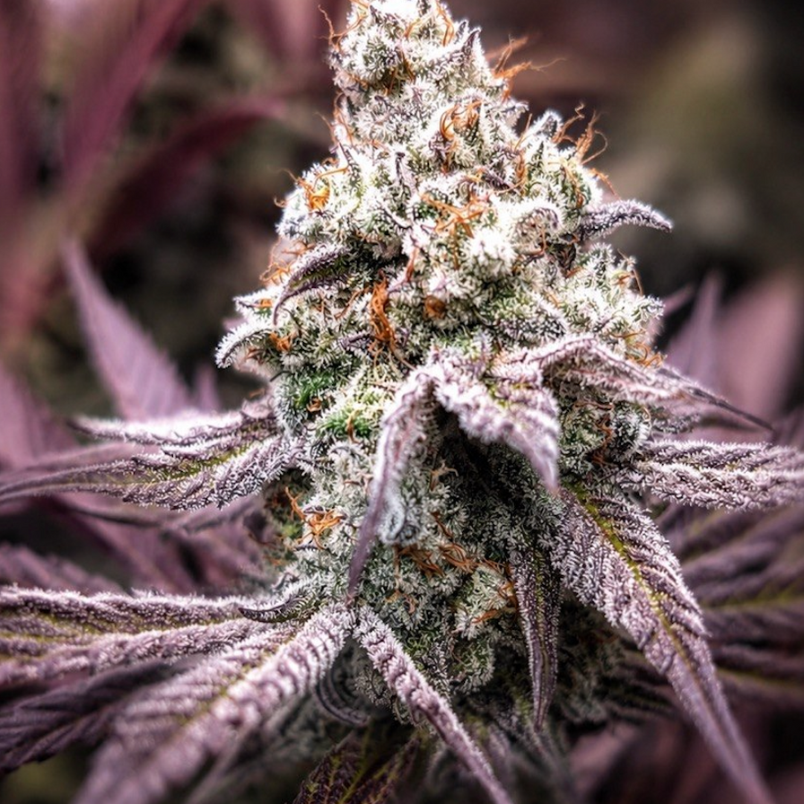 Dante’s Inferno Steckling Steckling Lucky Hemp
