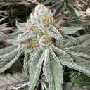 Blue Zushi Steckling Steckling Lucky Hemp