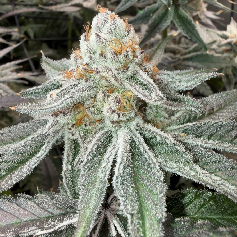 Blue Zushi Steckling Steckling Lucky Hemp