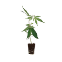 Black Banana F2 Steckling Steckling Lucky Hemp