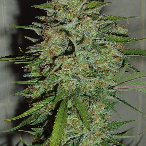 Blue Critical Samen Automatik Samen Lucky Hemp   