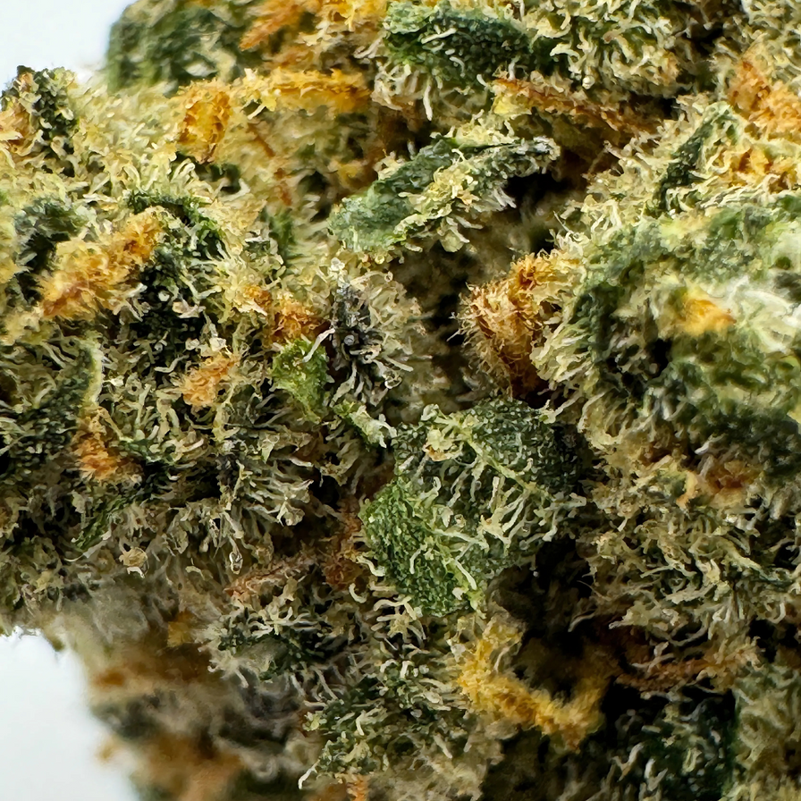 Trump OG Ökopack Blüten Lucky Hemp