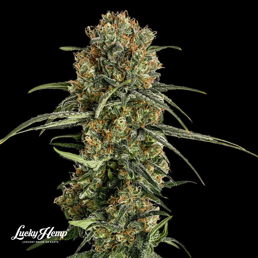 Bubba Kush US Samen Feminisiert Samen Lucky Hemp   