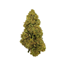 Blueberry Haze Ökopack