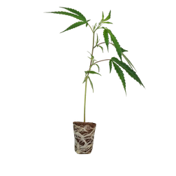 Cake & Punch Steckling Steckling Lucky Hemp   