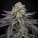Cap Junky Steckling Steckling Lucky Hemp