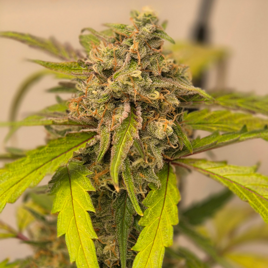 Cap Junky Steckling Steckling Lucky Hemp