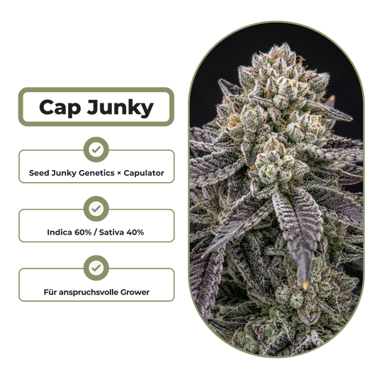 Cap Junky Steckling Steckling Lucky Hemp
