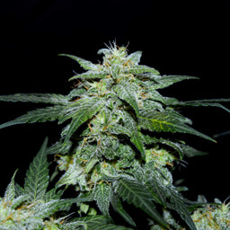 Charlottes Web CBD Samen Feminisiert Samen Lucky Hemp