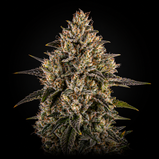 Gelato 33 Samen Feminisiert