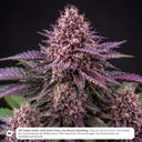Colorado Night Shifter Steckling Steckling Lucky Hemp