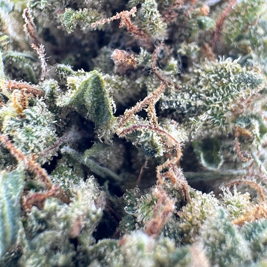 Columbian Magic Ökopack Blüten Lucky Hemp