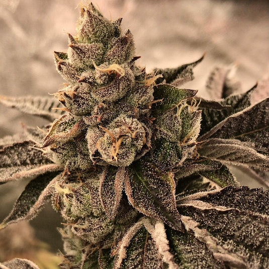 Cookies & Cream Samen Automatik Samen Lucky Hemp